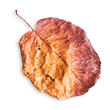 https://www.pegasusfoto.com/wp-content/uploads/2020/11/small_leaf_02.png